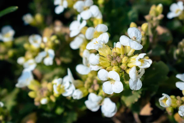 Κοντινό Πλάνο Των Λευκών Λουλουδιών Αλπικής Αλπικής Στον Κήπο Την — Φωτογραφία Αρχείου