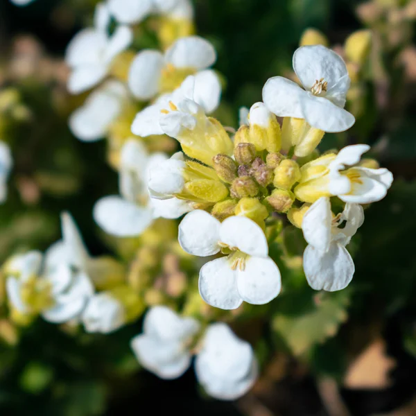 Κοντινό Πλάνο Των Λευκών Λουλουδιών Αλπικής Αλπικής Στον Κήπο Την — Φωτογραφία Αρχείου