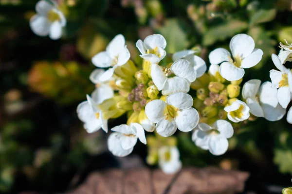 Nahaufnahme Der Weißen Arabica Alpina Caucasica Blüten Garten Frühling — Stockfoto