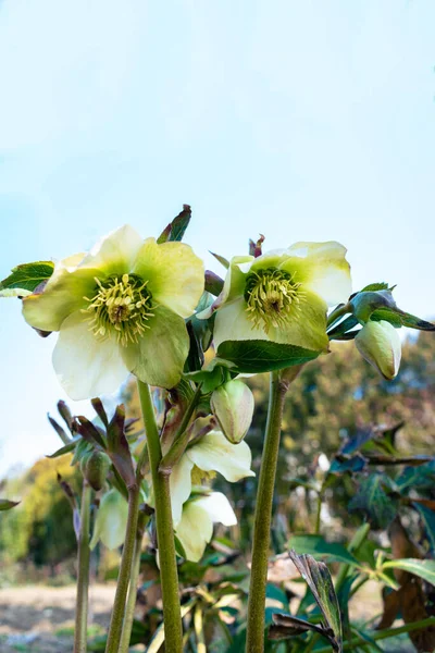 Fleurs Hellefobe Vert Bloomig Fleurs Sauvages Dans Jardin — Photo
