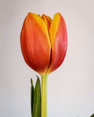 Kopya alanı ile çiçek açan lale arkaplanı