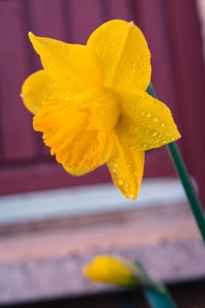 Flor Narciso Amarillo Cubierta Gotas Lluvia Después Ducha Primavera — Foto de Stock