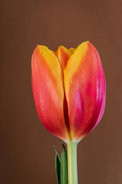 Fondo Tulipán Floreciente Con Espacio Copia —  Fotos de Stock