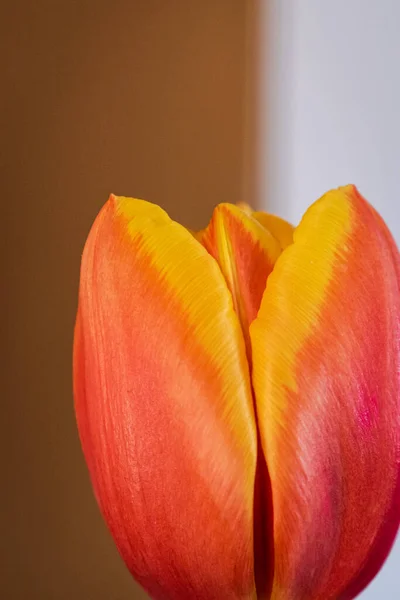 Blooming Fundo Tulipa Com Espaço Cópia — Fotografia de Stock