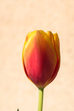 Kopya alanı ile çiçek açan lale arkaplanı