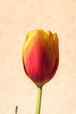 Kopya alanı ile çiçek açan lale arkaplanı