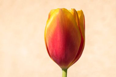 Kopya alanı ile çiçek açan lale arkaplanı