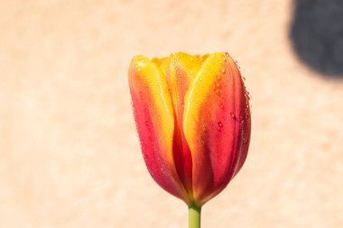 Kopya alanı ile yağmur arkaplanı üzerine çiçek açan lale