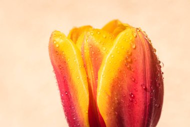 Kopya alanı ile yağmur arkaplanı üzerine çiçek açan lale