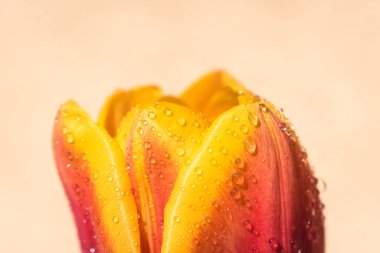 Kopya alanı ile yağmur arkaplanı üzerine çiçek açan lale