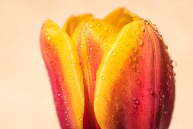 Kopya alanı ile yağmur arkaplanı üzerine çiçek açan lale