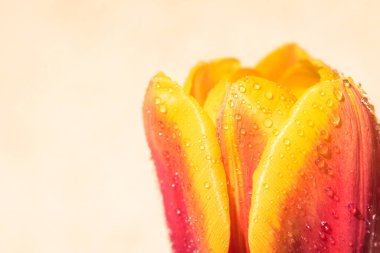 Kopya alanı ile yağmur arkaplanı üzerine çiçek açan lale