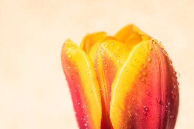 Kopya alanı ile yağmur arkaplanı üzerine çiçek açan lale