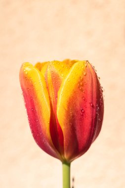 Kopya alanı ile yağmur arkaplanı üzerine çiçek açan lale