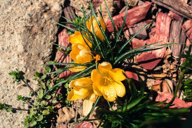 Yağmur damlalı sarı çiçek demeti, kopyalama alanı olan bahar arkaplanı