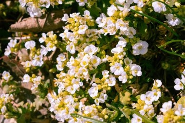 Baharda bahçede beyaz Arap alpina kafkasya çiçeklerinin yakın çekimi