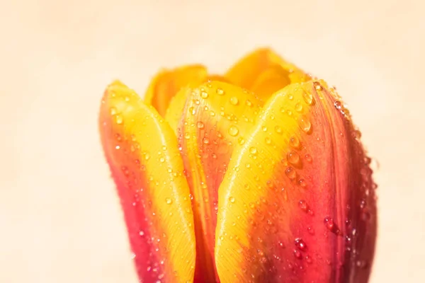 Blühende Tulpe Nach Regen Hintergrund Mit Kopierraum — Stockfoto