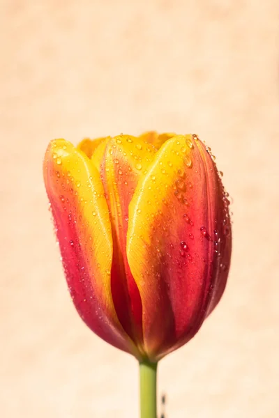 Blooming Tulip Rain Background Copy Space — Stock Photo, Image