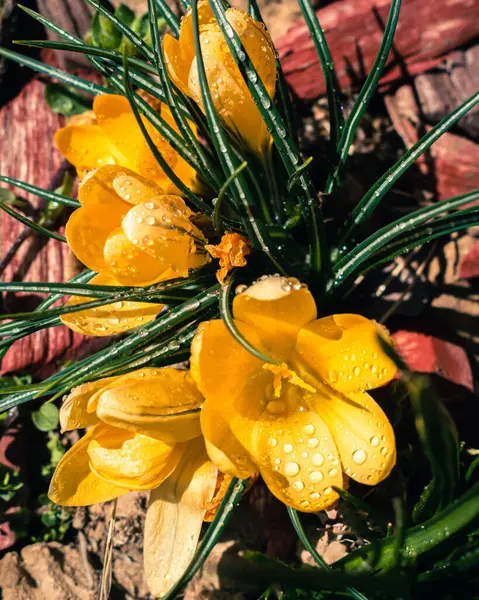 Bunch Yellow Crocus Flowers Rain Drops Spring Background Copy Space — Stock fotografie
