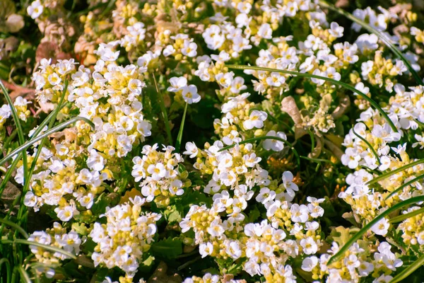 Close White Arabis Alpina Caucasica Flowers Garden Springtime — Stock Photo, Image
