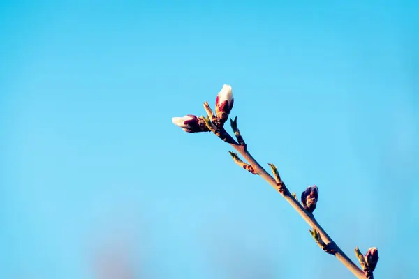 Budding Almond Tree Brach Springtime Copy Space — стоковое фото