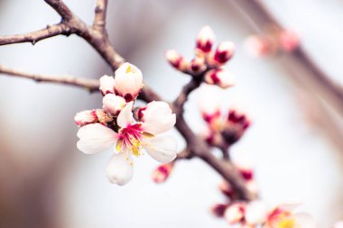 Fotokopi alanındaki çiçeklerle kaplı çiçek açan badem ağacı frenleri