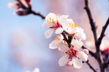 Fotokopi alanındaki çiçeklerle kaplı çiçek açan badem ağacı frenleri