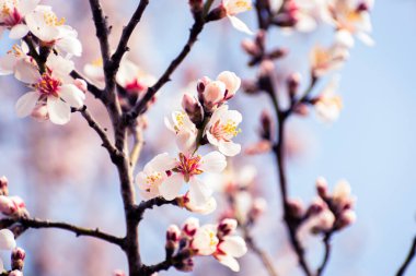 Fotokopi alanındaki çiçeklerle kaplı çiçek açan badem ağacı frenleri