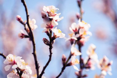 Fotokopi alanındaki çiçeklerle kaplı çiçek açan badem ağacı frenleri