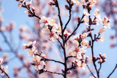 Fotokopi alanındaki çiçeklerle kaplı çiçek açan badem ağacı frenleri