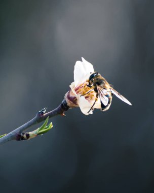 Çiçek açan badem çiçeklerini fotokopi alanıyla dölleyen arı.