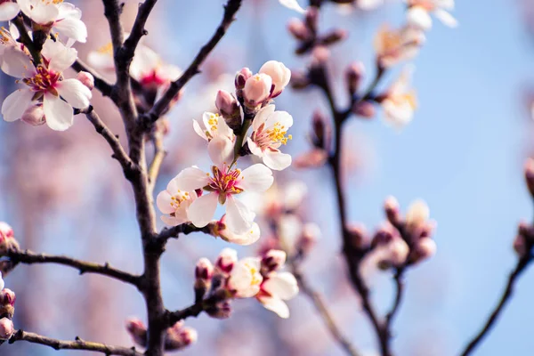 Braches Amandier Fleuries Recouvertes Fleurs Avec Espace Copie — Photo