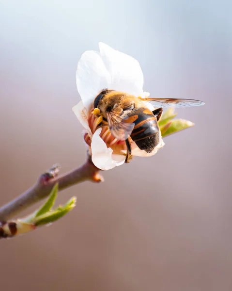 Bee Pollinating Blooming Almond Blossoms Copy Space — стоковое фото