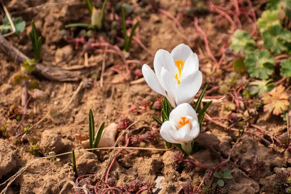 Lkbaharda Çoğalan Beyaz Crocus Çiçekleri — Stok fotoğraf