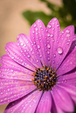 Baharda bahçede yıllık bitki, çiçek açan menekşe osteospermum eklonuna yağmur damlaları
