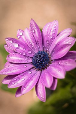 Baharda bahçede yıllık bitki, çiçek açan menekşe osteospermum eklonuna yağmur damlaları