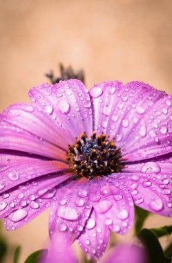 Baharda bahçede yıllık bitki, çiçek açan menekşe osteospermum eklonuna yağmur damlaları