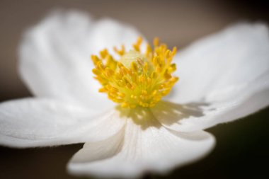 İlkbahar sezonunda kar damlası Anemone (Anemone sylvestris) yakın çekim