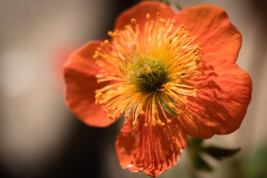 Bahar bahçesinde açan Geum coccineum 'un portakal çiçeği (Scarlet avens), cüce portakal bahçeleri
