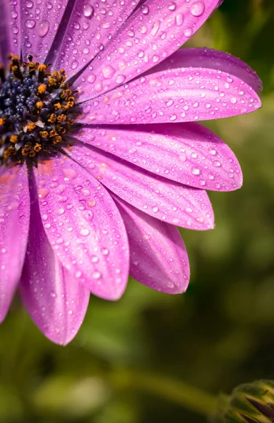 Baharda bahçede yıllık bitki, çiçek açan menekşe osteospermum eklonuna yağmur damlaları