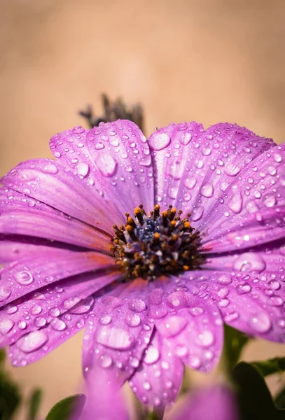 Baharda bahçede yıllık bitki, çiçek açan menekşe osteospermum eklonuna yağmur damlaları