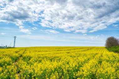 Macar kırsalında, bahar zamanı açık sarı bir tecavüz tarlası.
