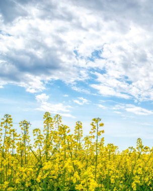 Macar kırsalında, bahar zamanı açık sarı bir tecavüz tarlası.