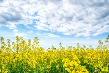 Macar kırsalında, bahar zamanı açık sarı bir tecavüz tarlası.