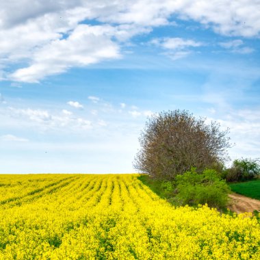 Macar kırsalında, bahar zamanı açık sarı bir tecavüz tarlası.