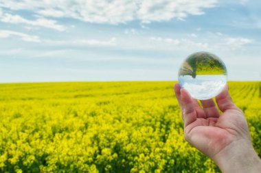 Macar kırsalındaki parlak sarı çiçek açan tecavüz tarlası bir mercek topuna yansıyor, bahar zamanı manzarasına.
