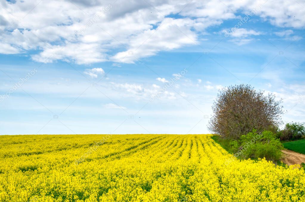 A field of bright yellow blooming rape in the hungarian countryside, spring time landscape