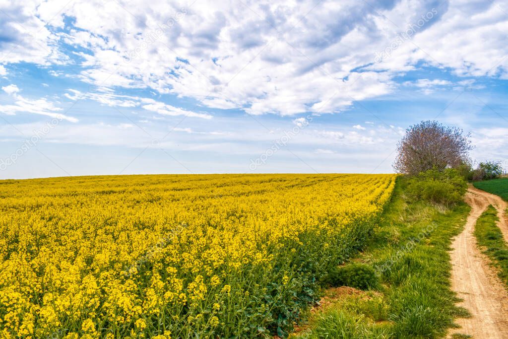 A field of bright yellow blooming rape in the hungarian countryside, spring time landscape