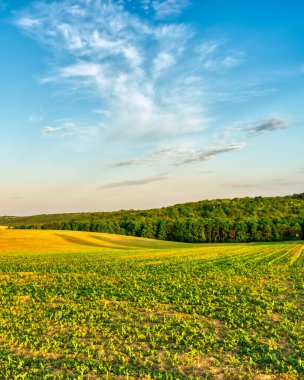 İlkbaharda kırsal bir alanda yetişen ekinler, gün batımı manzarası