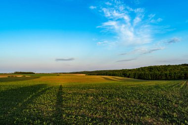 İlkbaharda kırsal bir alanda yetişen ekinler, gün batımı manzarası